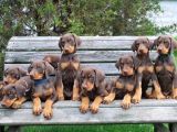 Safkan -Aşılı -Kizil Doberman