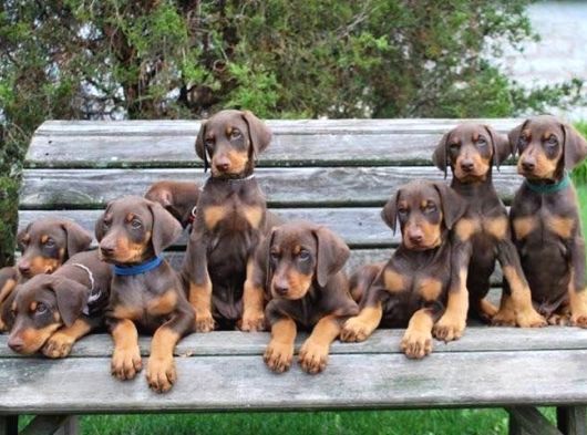 Safkan -Aşılı -Kizil Doberman görsel