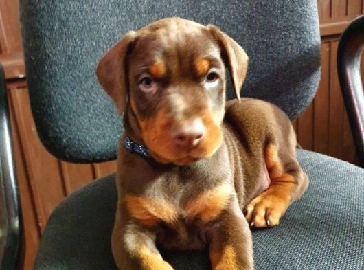 Safkan -Aşılı -Kizil Doberman görsel