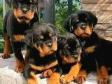 Safkan-aşılı-rotweiler