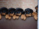 Rotweiler Bebekler Teslime Hazır