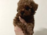 Mikro Toy Poodle