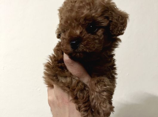 Mikro Toy Poodle görsel