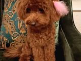 Red Brown Dişi Teacup Toy Poodle