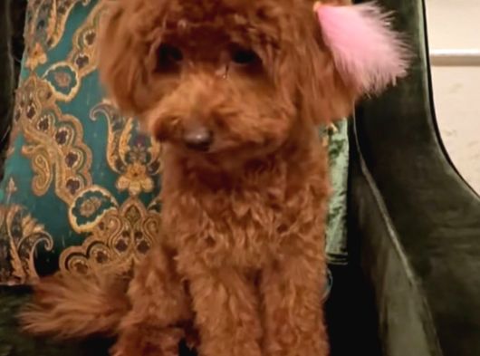 Red Brown Dişi Teacup Toy Poodle
