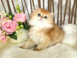 Safkan British Longhair Çi̇kolata Golden Erkek Güzeli̇