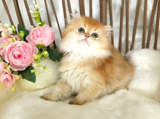 Safkan British Longhair Çi̇kolata Golden Erkek Güzeli̇ görsel