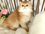 SAFKAN bRITISH LONGHAIR ÇİKOLATA GOLDEN ERKEK GÜZELİ