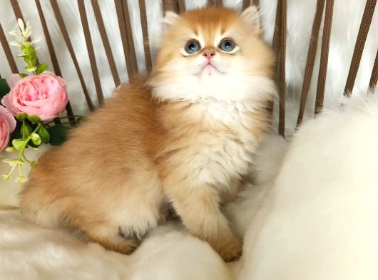 Safkan British Longhair Çi̇kolata Golden Erkek Güzeli̇