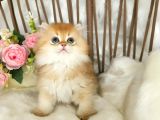 Safkan British Longhair Çi̇kolata Golden Erkek Güzeli̇