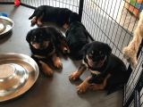 Rotweiler Bebekler Teslime Hazır