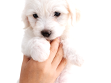 Anne Altından Safkan Maltese Terrier Yavrusu 2 aylık Teacup