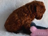 Dark Red Toy Poodle Yavrular