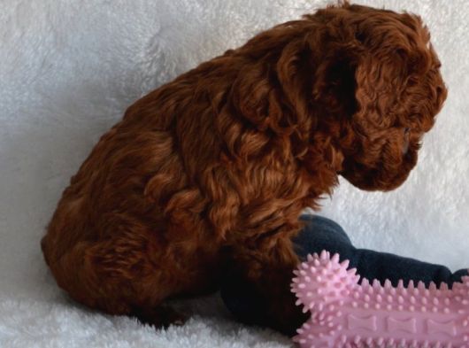 Dark Red Toy Poodle Yavrular görsel