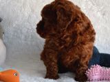 Dark Red Toy Poodle Yavrular