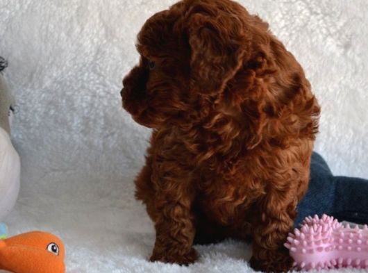 Dark Red Toy Poodle Yavrular görsel