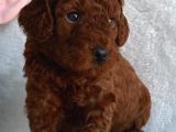 Dark Red Toy Poodle Yavrular