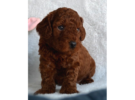 Dark Red Toy Poodle Yavrular görsel