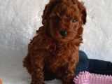 Dark Red Toy Poodle Yavrular
