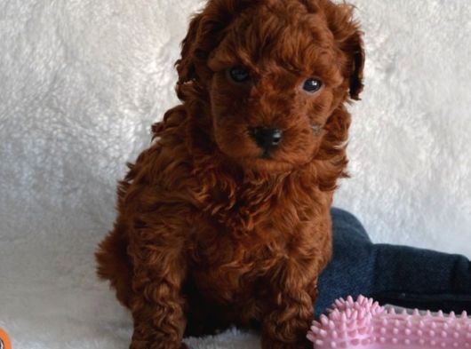 Dark Red Toy Poodle Yavrular