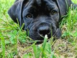 Safkan A Kalite Cane Corso Yavrular Teslime Hazır
