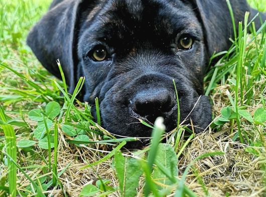 Safkan A Kalite Cane Corso Yavrular Teslime Hazır görsel