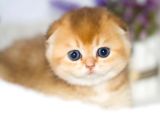 Yuvarlak Hatlı Golden Scottish Fold
