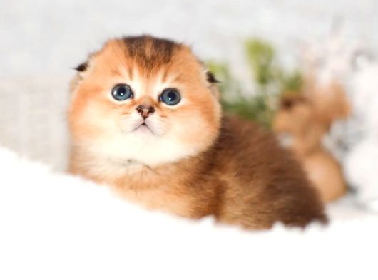 Yuvarlak Hatlı Golden Scottish Fold görsel