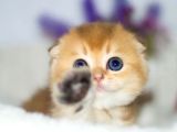 Yuvarlak Hatlı Golden Scottish Fold