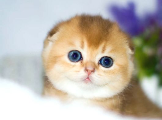 Yuvarlak Hatlı Golden Scottish Fold