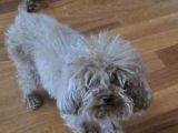 Ücretsiz sahiplendirme 3 yaş Dişi Toy Poodle