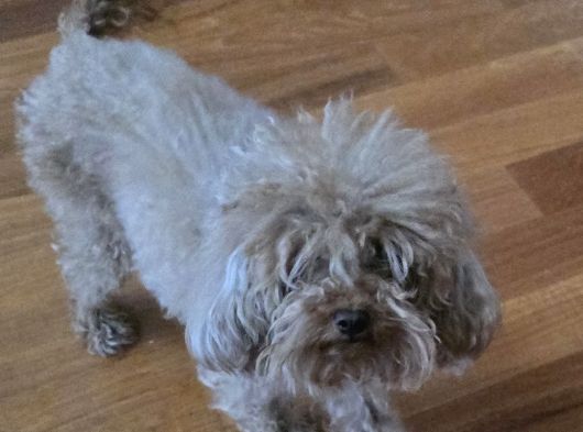 Ücretsiz Sahiplendirme 3 Yaş Dişi Toy Poodle