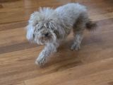 Ücretsiz Sahiplendirme 3 Yaş Dişi Toy Poodle