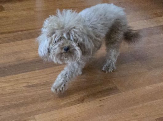 Ücretsiz Sahiplendirme 3 Yaş Dişi Toy Poodle görsel