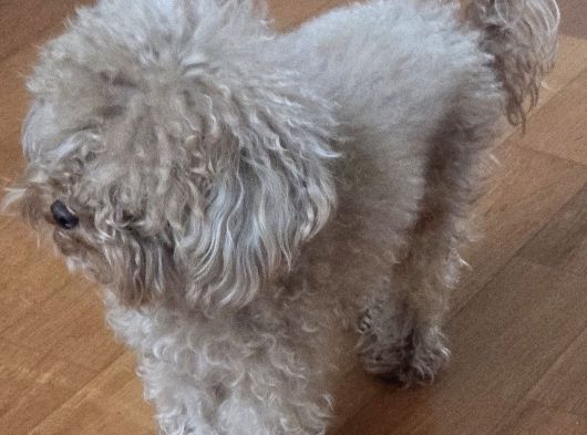 Ücretsiz Sahiplendirme 3 Yaş Dişi Toy Poodle görsel