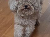 Ücretsiz Sahiplendirme 3 Yaş Dişi Toy Poodle