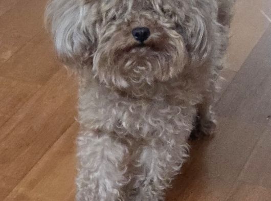 Ücretsiz Sahiplendirme 3 Yaş Dişi Toy Poodle görsel