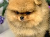 Teddy Bear Pomerani̇an Yavrulari