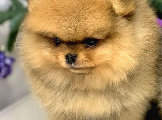 Teddy Bear Pomerani̇an Yavrulari görsel