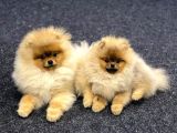 TEDDY BEAR POMERANİAN YAVRULARI