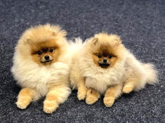Teddy Bear Pomerani̇an Yavrulari