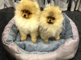 Teddy Bear Pomerani̇an Yavrulari