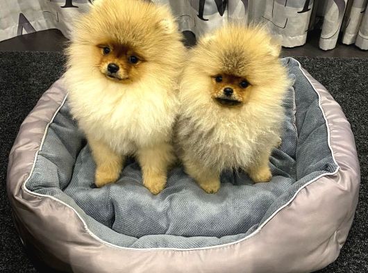 Teddy Bear Pomerani̇an Yavrulari görsel