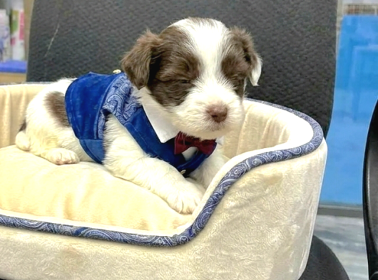 Çok Büyümeyen Minyatür Morkie Minnaklarım görsel