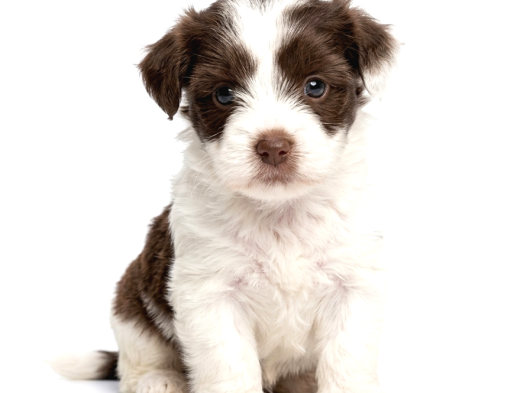 Çok Büyümeyen Minyatür Morkie Minnaklarım