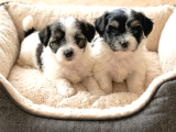 Çok Büyümeyen Minyatür Morkie Minnaklarım