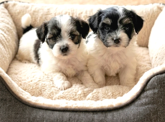 Çok Büyümeyen Minyatür Morkie Minnaklarım görsel