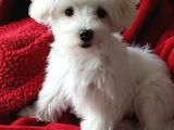Maltese Terri̇er Ci̇nsi̇ Yavrular
