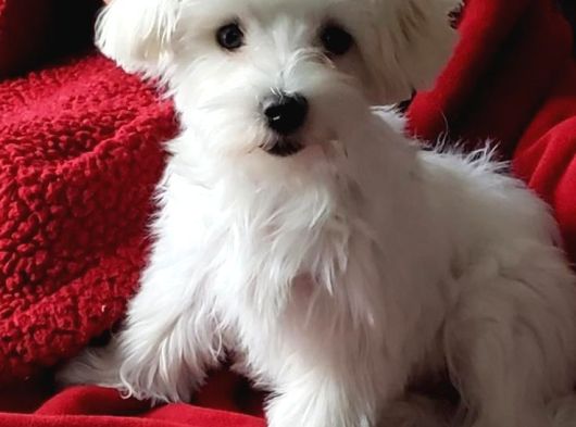 Maltese Terri̇er Ci̇nsi̇ Yavrular görsel
