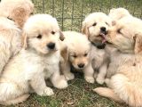 Aşılı-safkan golden retreiver bebeklerimiz Teslime hazır
